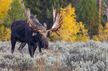 Bull Moose During the Rut in Autumn in Grand Teton National Park Wyoming