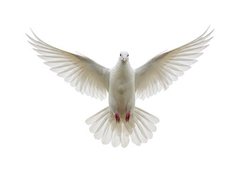Obraz premium A white dove in mid-flight with its wings fully spread, isolated on a white background