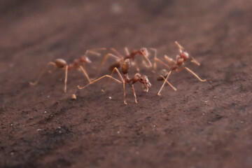 Close-Up of a Group of Busy Red Ants on Brown Soil