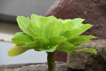 Lush Green Foliage on Cabbage on a Stick
