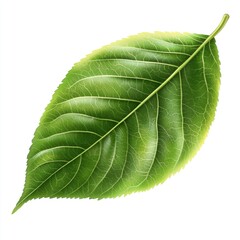 Obraz premium A detailed shot of a single leaf against a white background, perfect for use in designs and compositions
