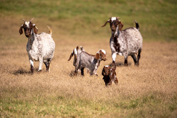 Obraz premium Eco-friendly grazing for a greener tomorrow
