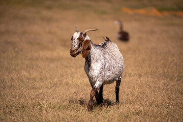 Obraz premium Goat-powered sustainability at its best