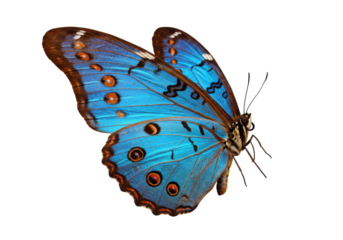 A vibrant blue and orange butterfly with intricate wing patterns, isolated on a white background, side view, no depth of field, sharp.