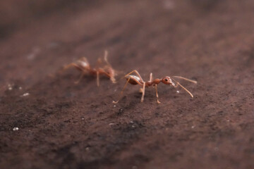 Close-Up of a Tiny Ant on Dark Brown Soil
