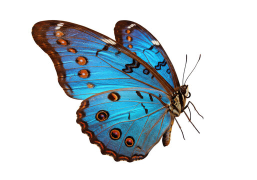 Fototapeta A vibrant blue and orange butterfly with intricate wing patterns, isolated on a white background, side view, no depth of field, sharp.
