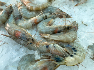 fresh shrimps at the market
