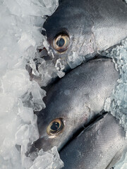 fresh fish at the market