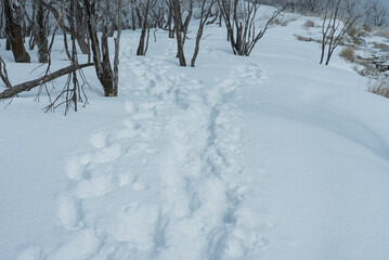 雪山の登山道02