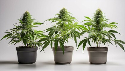 Obraz premium plant in a pot