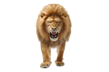 Majestic roaring lion with lush mane poses in a powerful stance displaying strength and authority