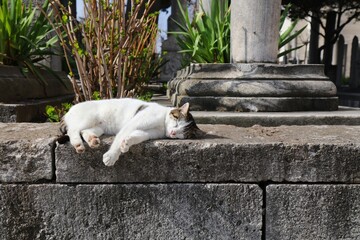 Fototapeta premium Street cat in Istanbul, Turkey