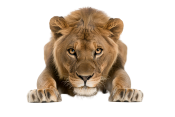 Majestic lioness resting gracefully with intense gaze and powerful paws front view