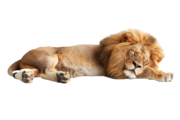 Majestic lion sleeping peacefully displaying its mane and powerful paws with gentle expression
