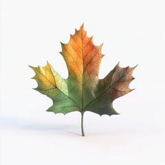 Fototapeta premium Maple leaf in autumn colors transitioning from green to orange, isolated on white background