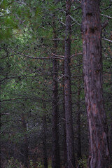 pine trees in the forest