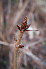 Close-up of a maple branch with a large bud in early spring. Vertical photo