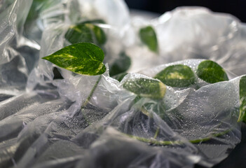 Green plant leaves with water droplets under transparent film in soft light, plant cultivation