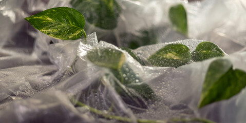 Green plant leaves with water droplets under transparent film in soft light, plant cultivation