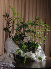 Green plants in soft light, elegantly wrapped in transparent plastic on a table