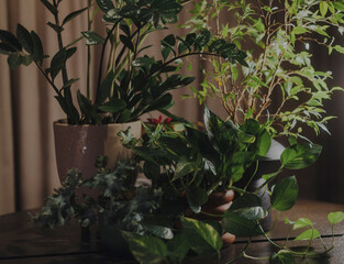 Elegant floral composition with green leaves in dim light