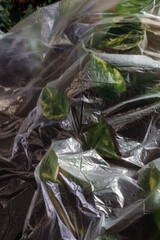 Green plant leaves with water droplets under transparent film in soft light, plant cultivation