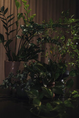 Elegant floral composition with green leaves in dim light