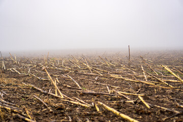 Autumn harvested field in thick morning fog.