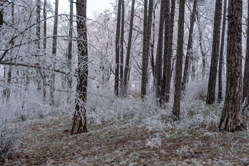 Winter forest with frost on trees and frozen grass.