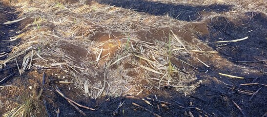 Burned dry grass on the territory on spring day 1