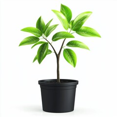 Small Fruit Tree Sapling in a Black Nursery Pot, Leaves Lush and Vibrant, A Future Orchard in the Making, Isolated on White Background