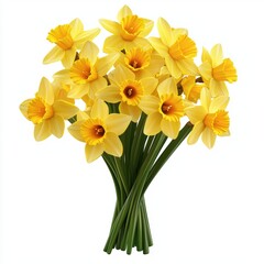 Spring daffodil bouquet symbolizing Easter, isolated on white background