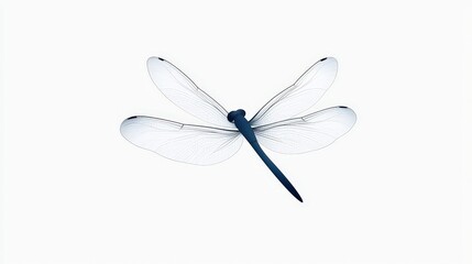 Ethereal Dragonfly with Delicate Wings on a White Background for Nature Photography