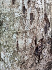 Texture material pine tree trunk