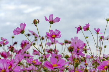 秋空に映えるピンクのコスモス