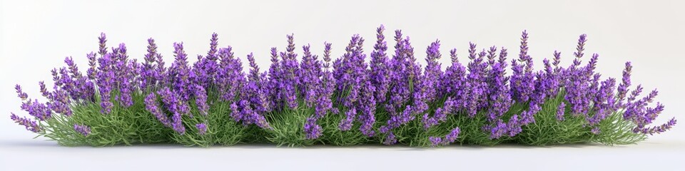 Obraz premium A collection of purple flowers placed on a clean white surface