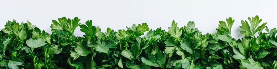 Fototapeta premium Close-up of lush green plants, ideal for nature or wellness-themed projects