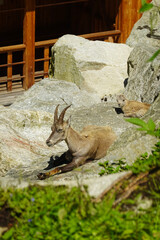 A female ibex in Sankt Leonhard Goat centre, Pitztal valley, Austria