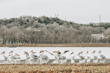 Pelicans on Lake