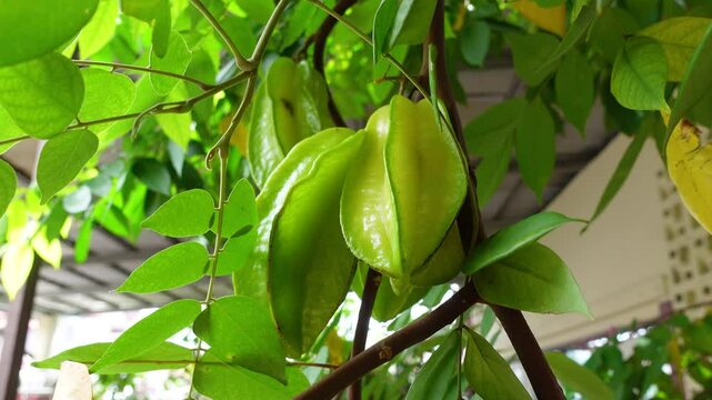 Ripe starfruit that is still on the tree