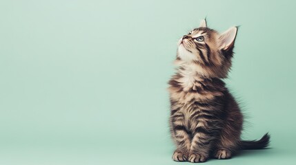 A fluffy kitten sitting on a light green background, gazing upward, high-definition. pic