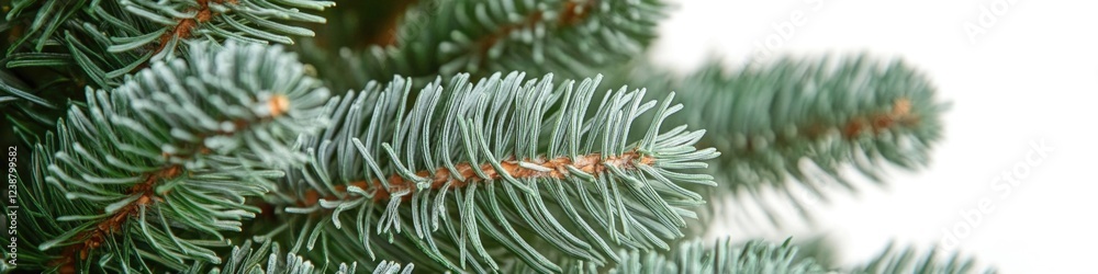 Poster close-up shot of a pine tree branch with needles and buds