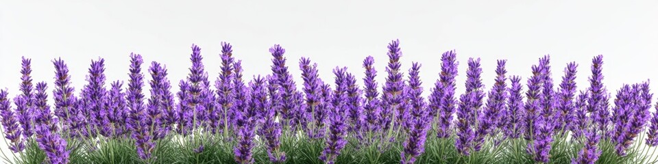 Naklejka premium A serene landscape with a vast field of purple flowers under a bright white sky