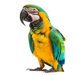 Fototapeta premium Vibrant yellow and blue parrot with striking plumage and detailed facial features on display