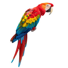 Obraz premium Vibrant scarlet macaw perched gracefully with stunning multicolored feathers displayed beautifully