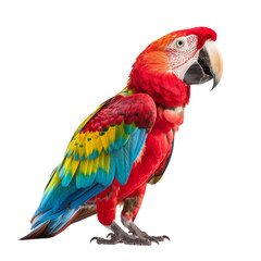 Fototapeta premium Vivid scarlet macaw with multicolored feathers perched gracefully in a bold portrait