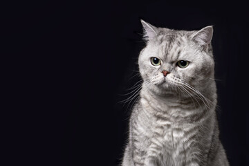 Obraz premium Gray Scottish cat on black background