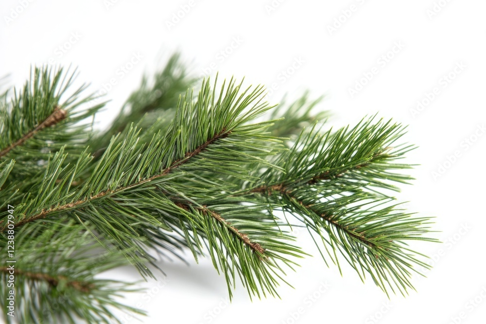 Poster close-up shot of a pine tree branch with needles and cones