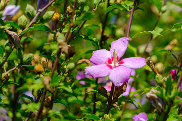 鮮やかに咲くムクゲの花