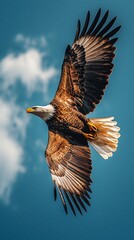 Fototapeta premium Bald eagle soaring, blue sky, clouds, wildlife, nature photography, stock image